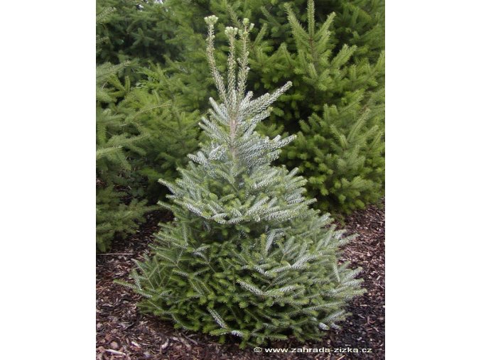 Abies koreana 'Silberlocke' - jedle korejská