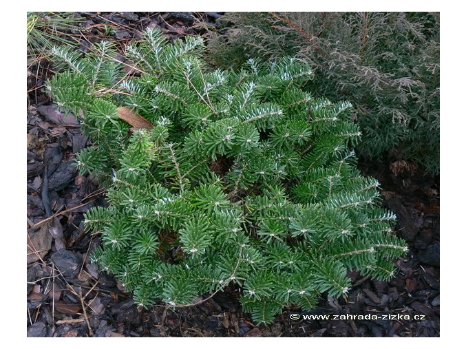 Abies koreana 'Taiga' - jedle korejská