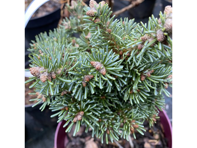Abies lasiocarpa 'Logan Pass' - jedle plstnatoplodá