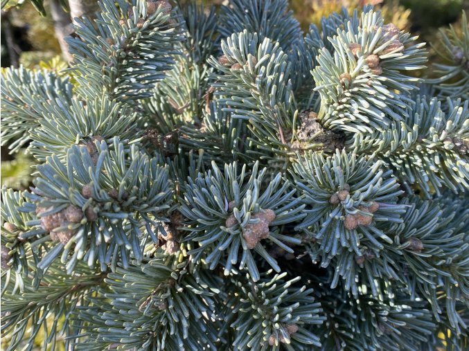 Abies lasiocarpa 'Cvikov' - jedle plstnatoplodá