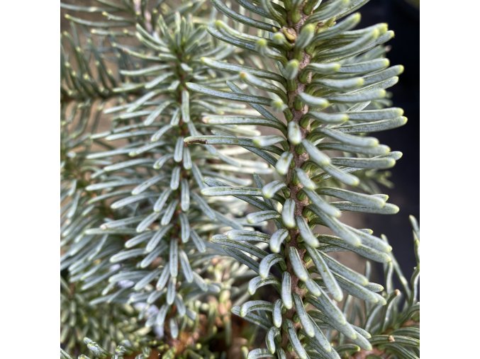 Abies magnifica 'Glauca' - jedle nádherná