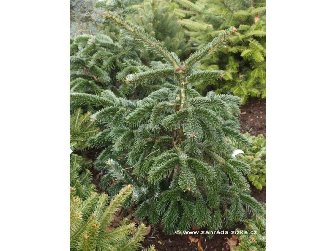 Abies nordmanniana 'Robusta' - jedle kavkazská