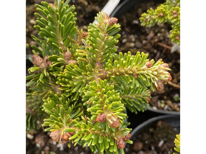 Abies nordmanniana 'Starkers Dwarf' - jedle kavkazká