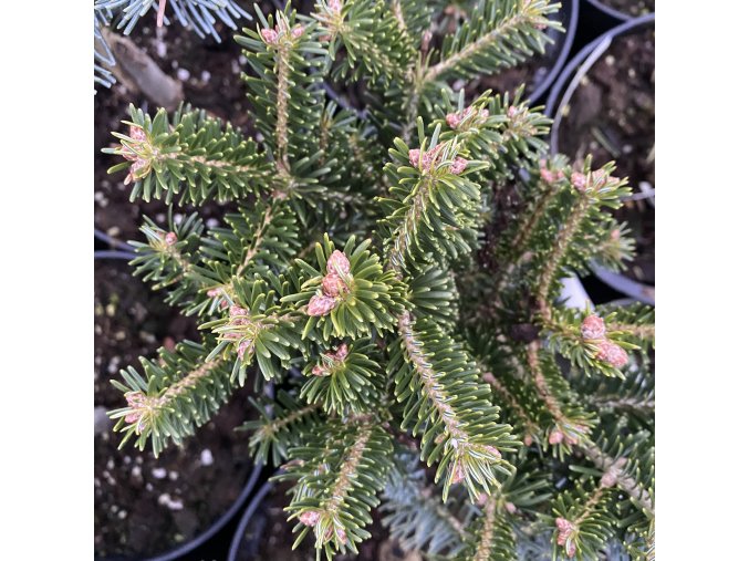 Abies nordmanniana 'Peli' - jedle kavkazká