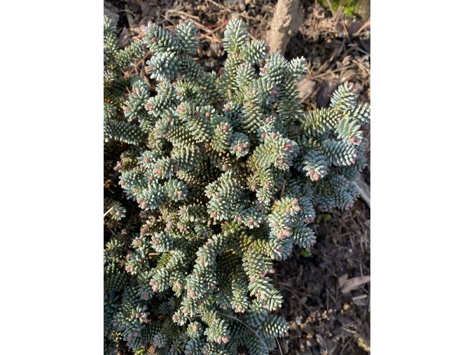 Abies pinsapo 'Atlas' - jedle španělská