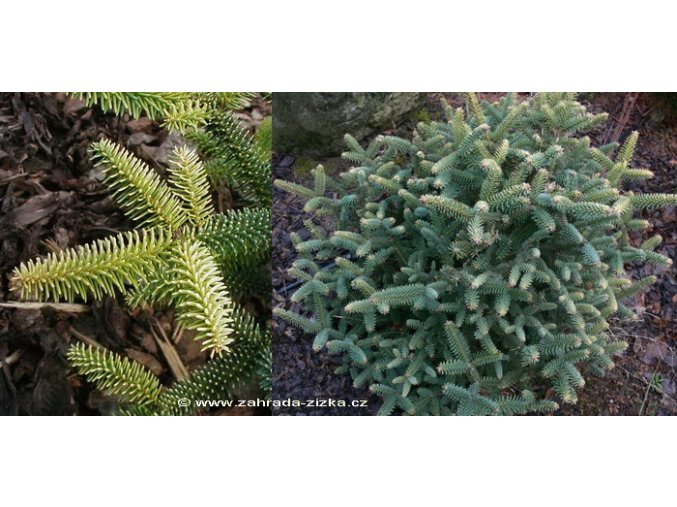 Abies pinsapo 'Aurea' - jedle španělská