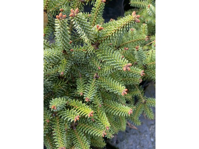 Abies pinsapo 'Ronda' - jedle španělská