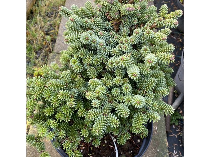 Abies pinsapo 'WB1' - jedle španělská