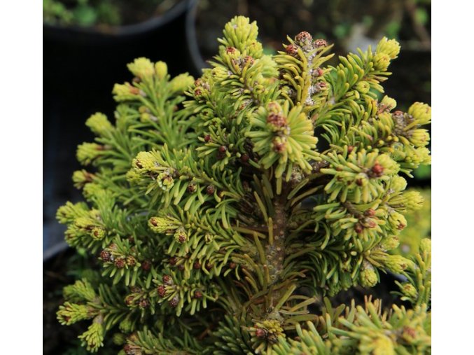 Abies procera 'MT Si' - jedle stříbrná