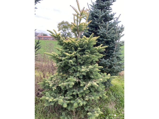 Abies procera 'Sherwoodii' - jedle stříbrná