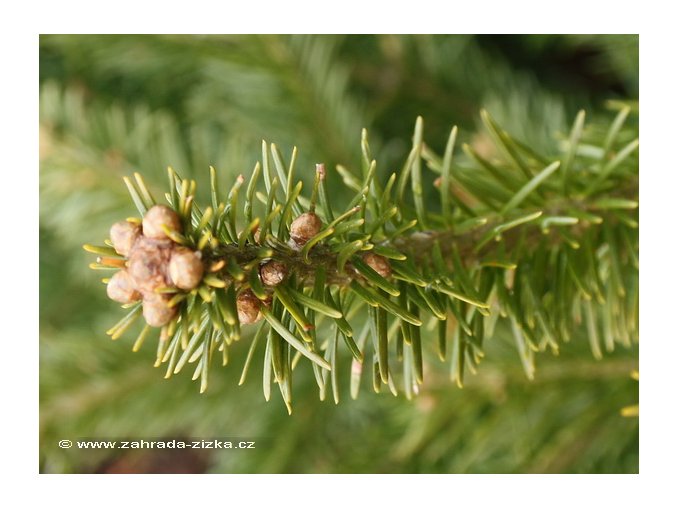 Abies sibirica - jedle sibiřská