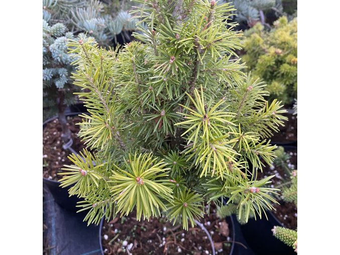 Abies sibirica 'Lukas' - jedle sibiřská