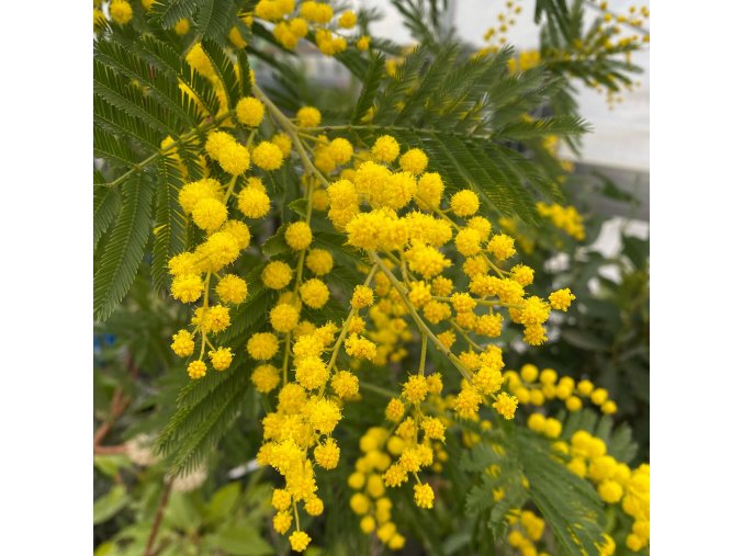 Acacia dealbata - Akácie sivozelená, mimóza