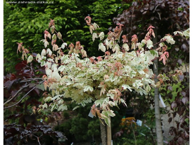Acer campestre 'Carnival' - javor babyka