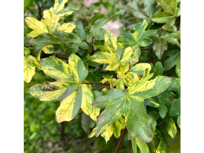 Acer campestre 'Magic Spring' - javor babyka