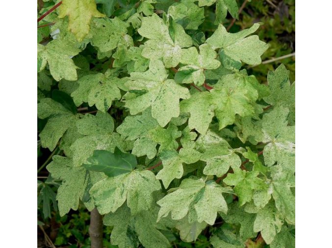 Acer campestre 'Pulverulentum' - javor babyka