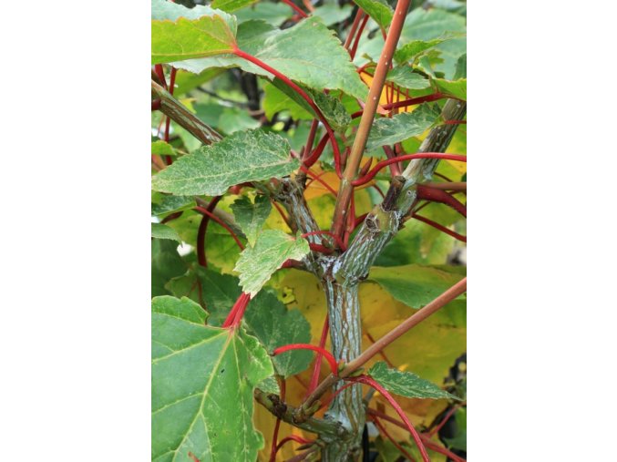 Acer conspicuum 'Phoenix' - javor