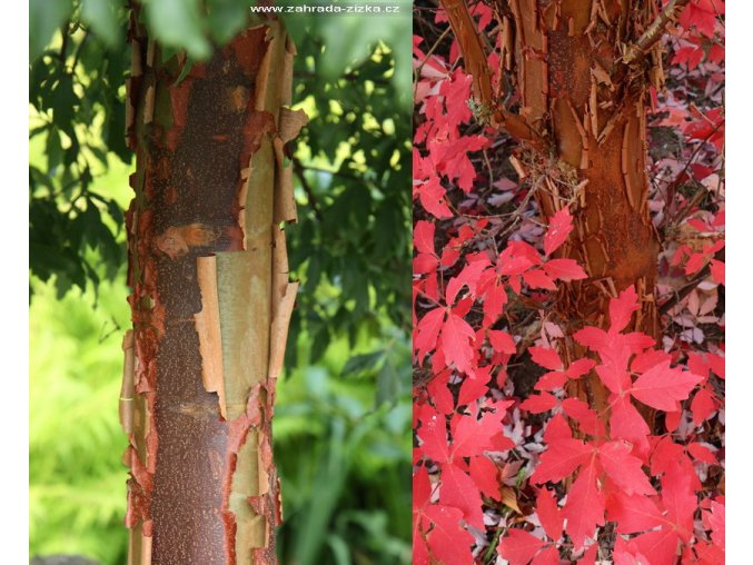 Acer griseum - javor šedý