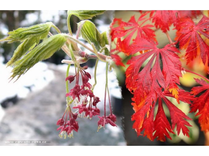 Acer japonicum 'Aconitifolium' - javor japonský