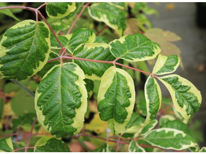 Acer negundo 'Aureolimbatum' - javor jasanolistý