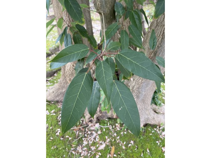 Acer oblongum - javor himalájský