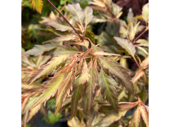 Acer palmatum 'Beni hagoromo' - javor dlanitolistý