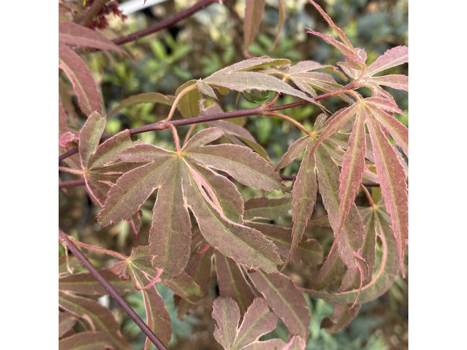Acer palmatum 'Beni Shigitatsu Sawa' - javor dlanitolistý