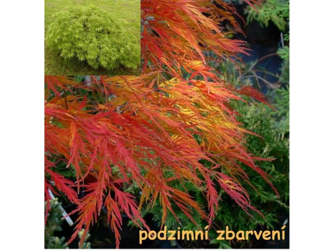 Acer palmatum 'Dissectum' - javor dlanitolistý