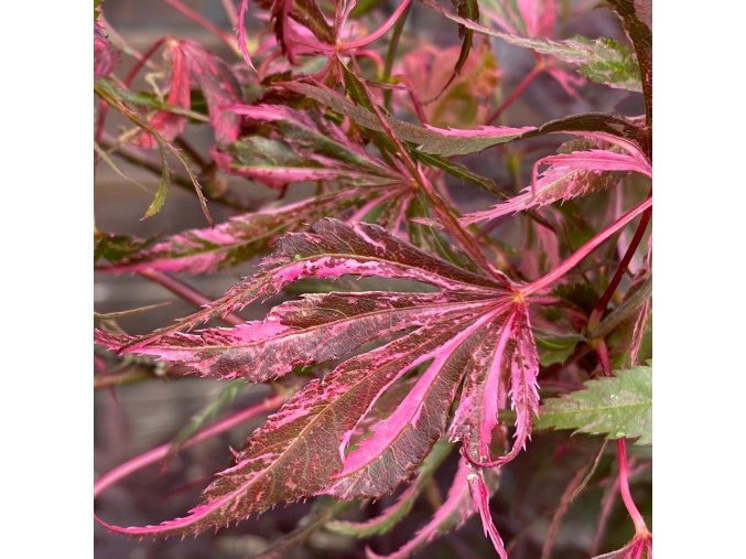 Acer palmatum 'Extravaganza' - javor dlanitolistý