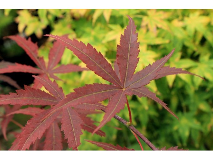 Acer palmatum 'Hubb's Red Willow' - javor dlanitolistý