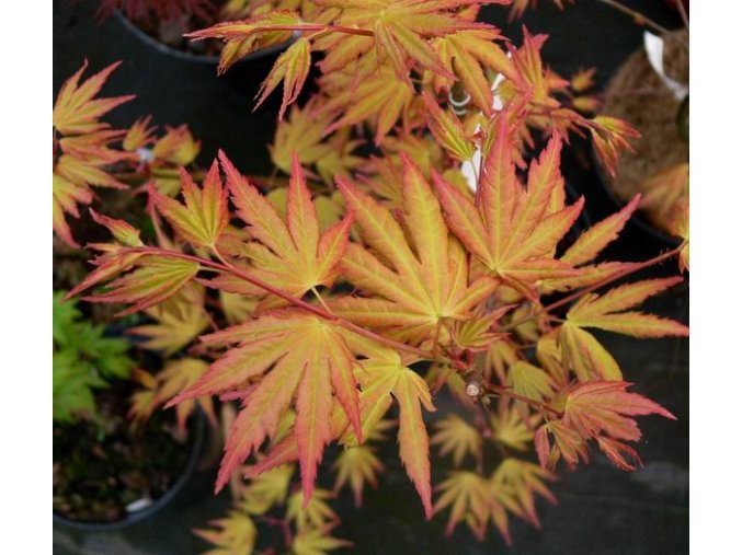 Acer palmatum 'Katsura' - javor dlanitolistý