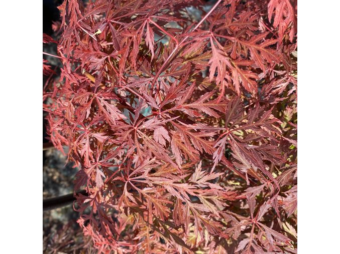 Acer palmatum 'Orangeola' - javor dlanitolistý