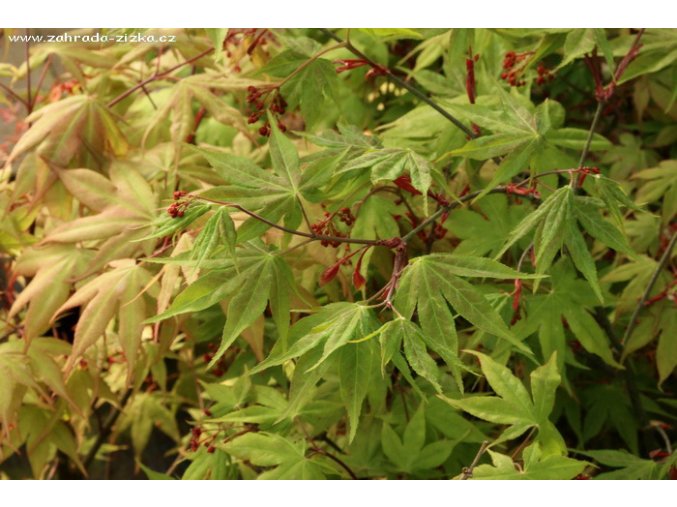 Acer palmatum 'Osakazuki' - javor dlanitolistý