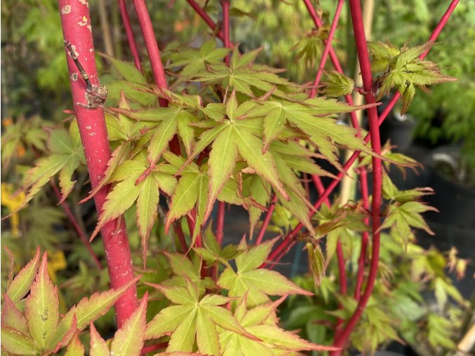 Acer palmatum 'Peve Chameleon' - javor dlanitolistý