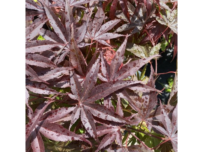 Acer palmatum 'Pixie' - javor dlanitolitý