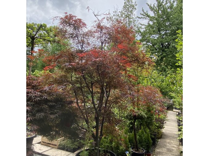 Acer palmatum 'Red Pygmy' - javor dlanitolistý