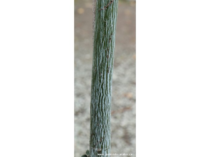 Acer pensylvanicum - javor pensylvánský