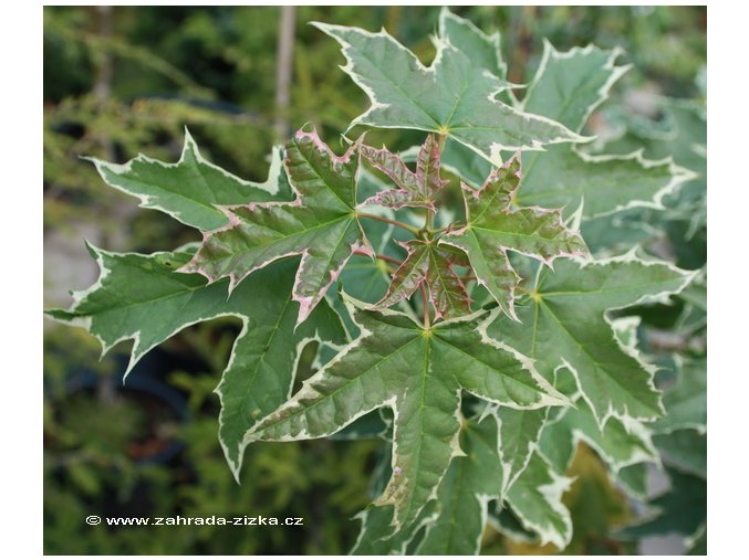 Acer platanoides 'Drummondii' - javor mléč