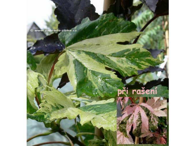 Acer pseudoplatanus 'Simon Louis Freres' - javor klen