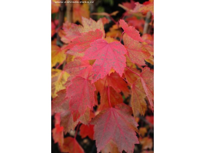 Acer rubrum 'Brandywine' - javor červený