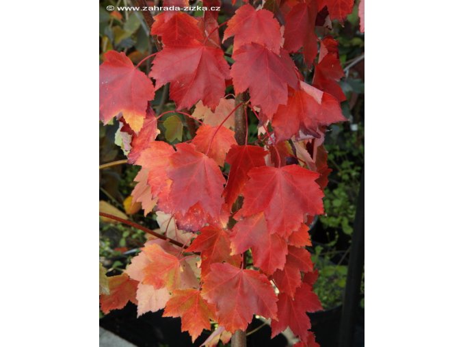 Acer rubrum 'Farwiew Flame' - javor červený