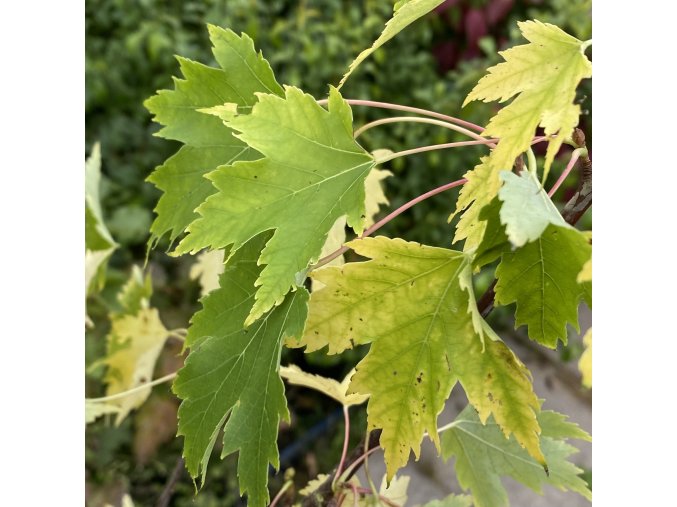 Acer rubrum 'Sekka' - javor červený