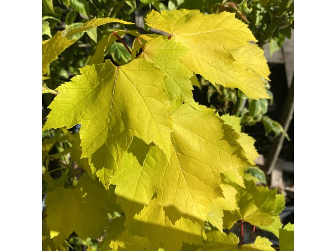 Acer rubrum 'Shocking Gold' - javor červený
