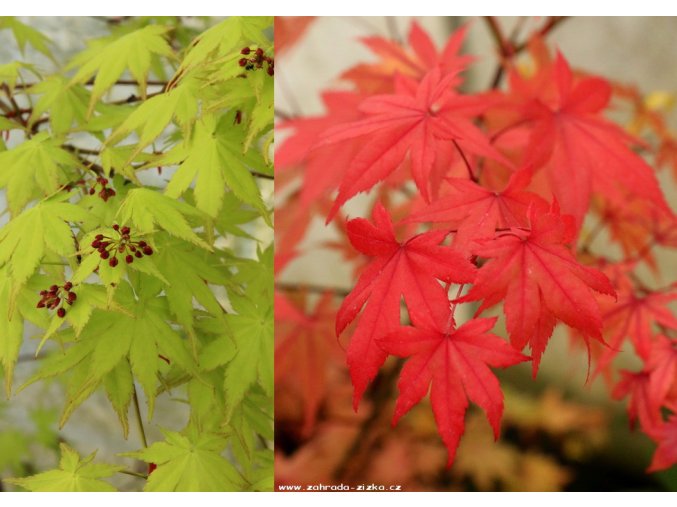 Acer shirasawanum 'Jordan' - javor japonský