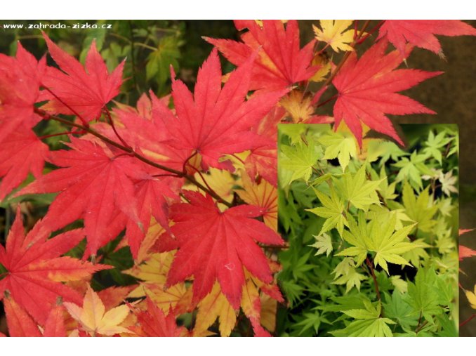 Acer shirasawanum 'Summer Gold' - javor japonský