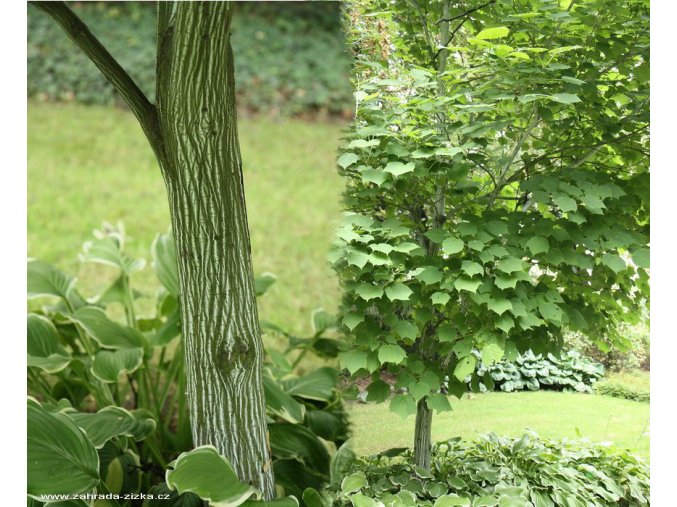 Acer tegmentosum - javor střechovitý