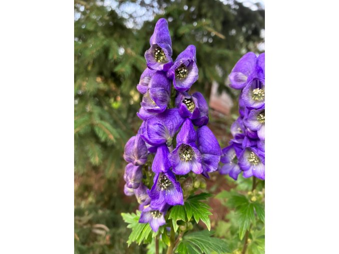 Aconitum carmichaelii 'Arendsii' - oměj Carmichaelův