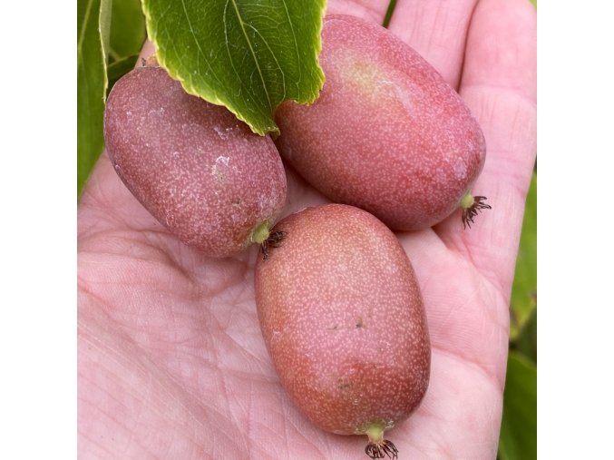 Actinidia arguta 'Bingo' - kiwi samičí