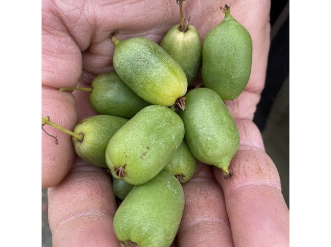 Actinidia arguta 'Issai' - aktinídie význačná, kiwi