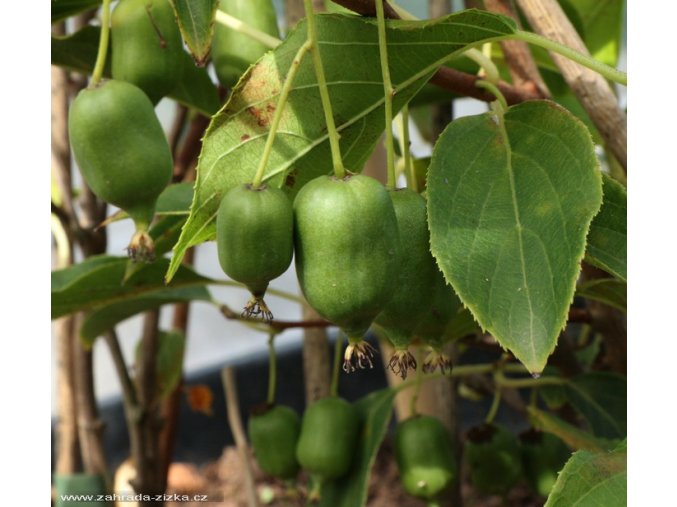 Actinidia arguta 'Issai' - aktinídie význačná, kiwi